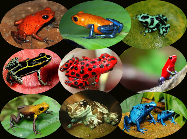 Amazon River Animals