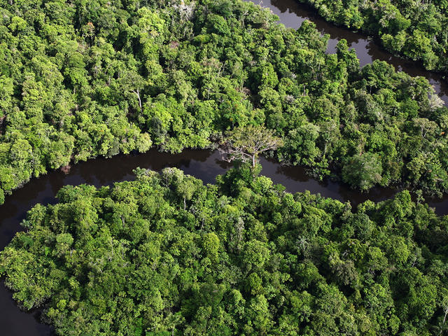 Amazon River Animals