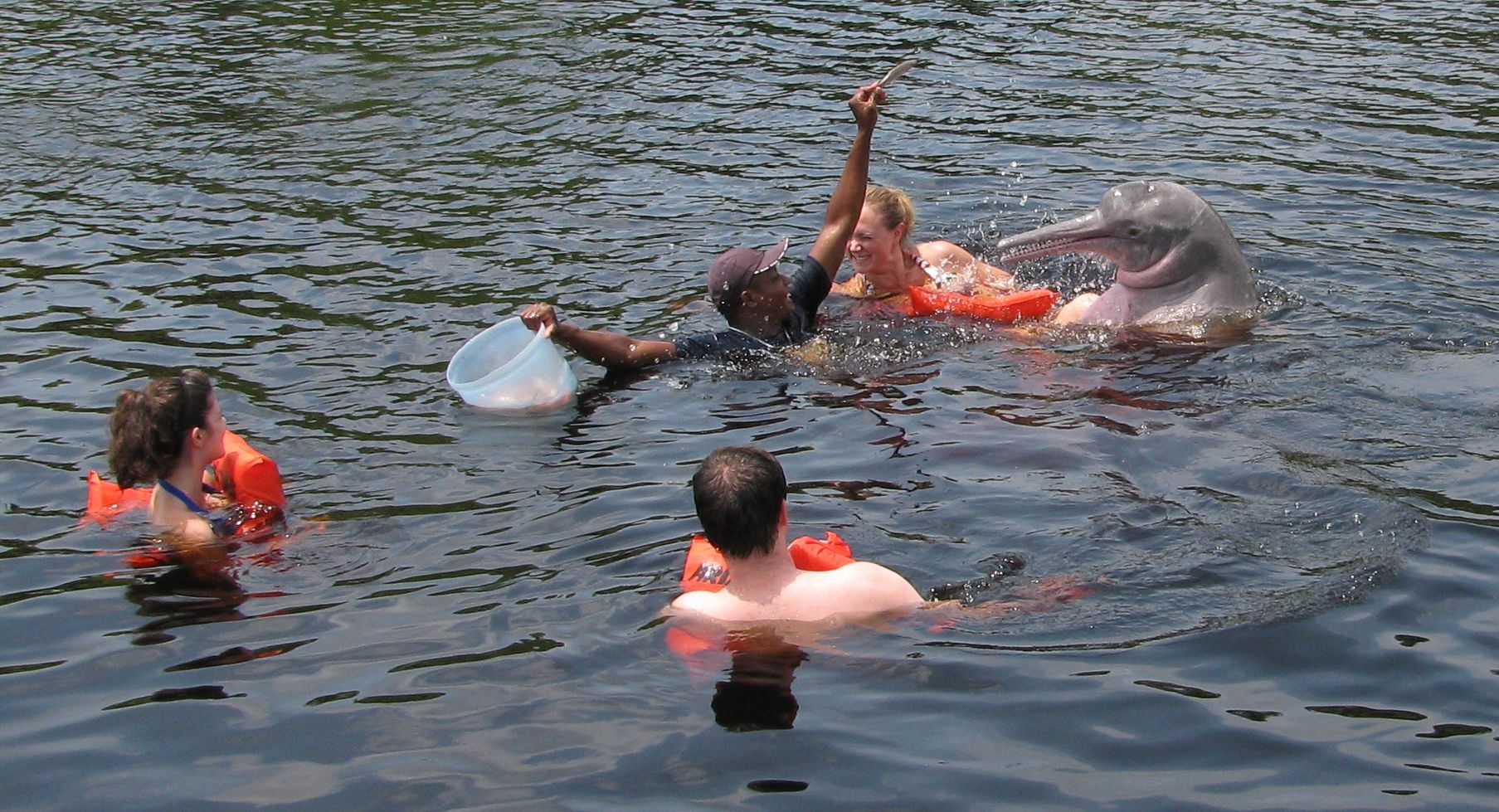 Amazon River Dolphin