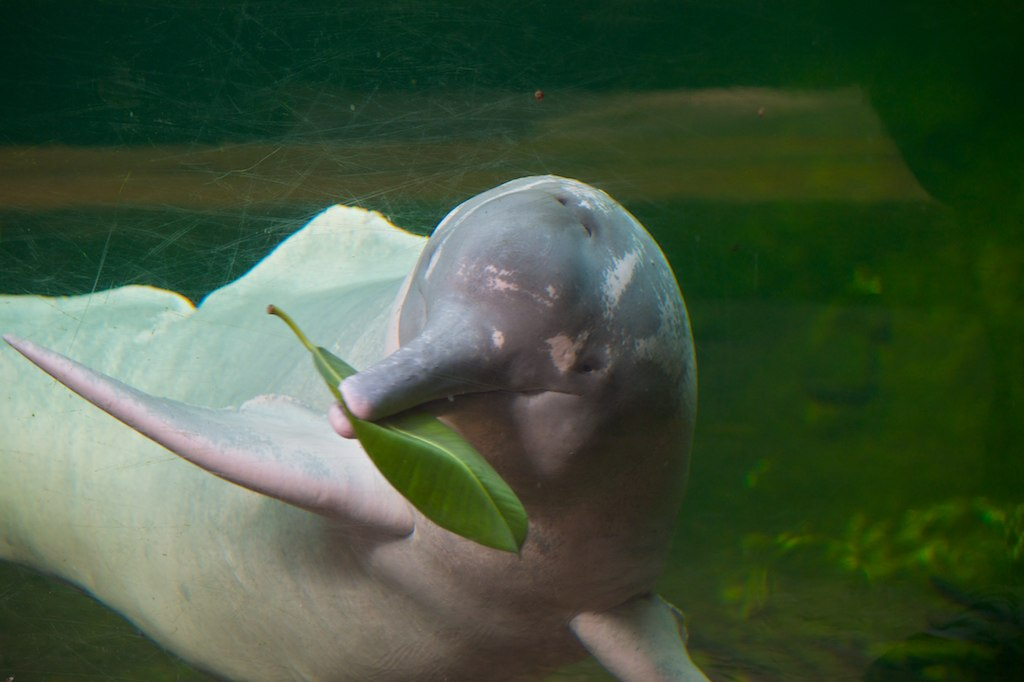 Amazon River Dolphin