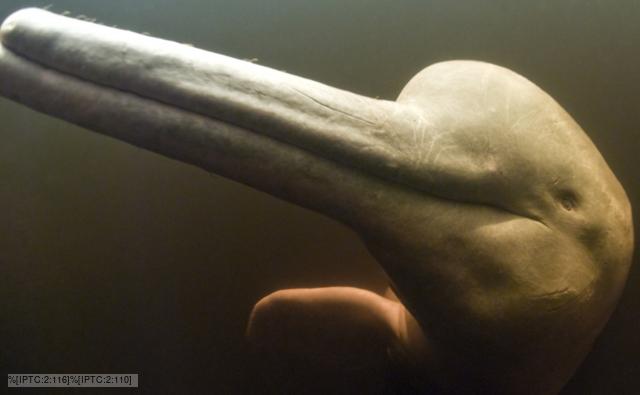 Amazon River Dolphin