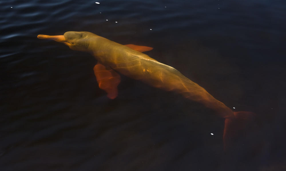 Amazon River Dolphin