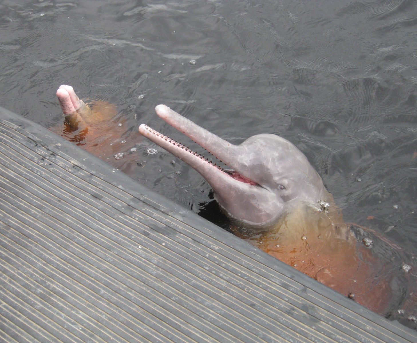 Amazon River Dolphin