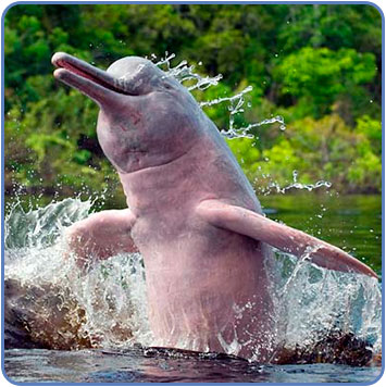 Amazon River Dolphin