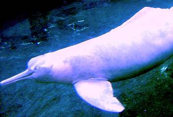 Amazon River Dolphin Facts