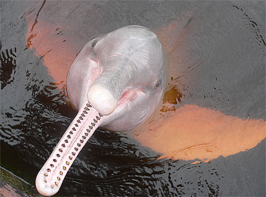 Amazon River Dolphin Facts