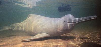 Amazon River Dolphin Habitat