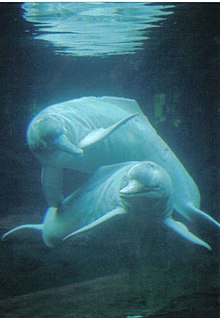 Amazon River Dolphin Habitat