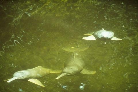 Amazon River Dolphin Pictures