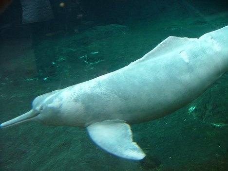 Amazon River Dolphin Pictures