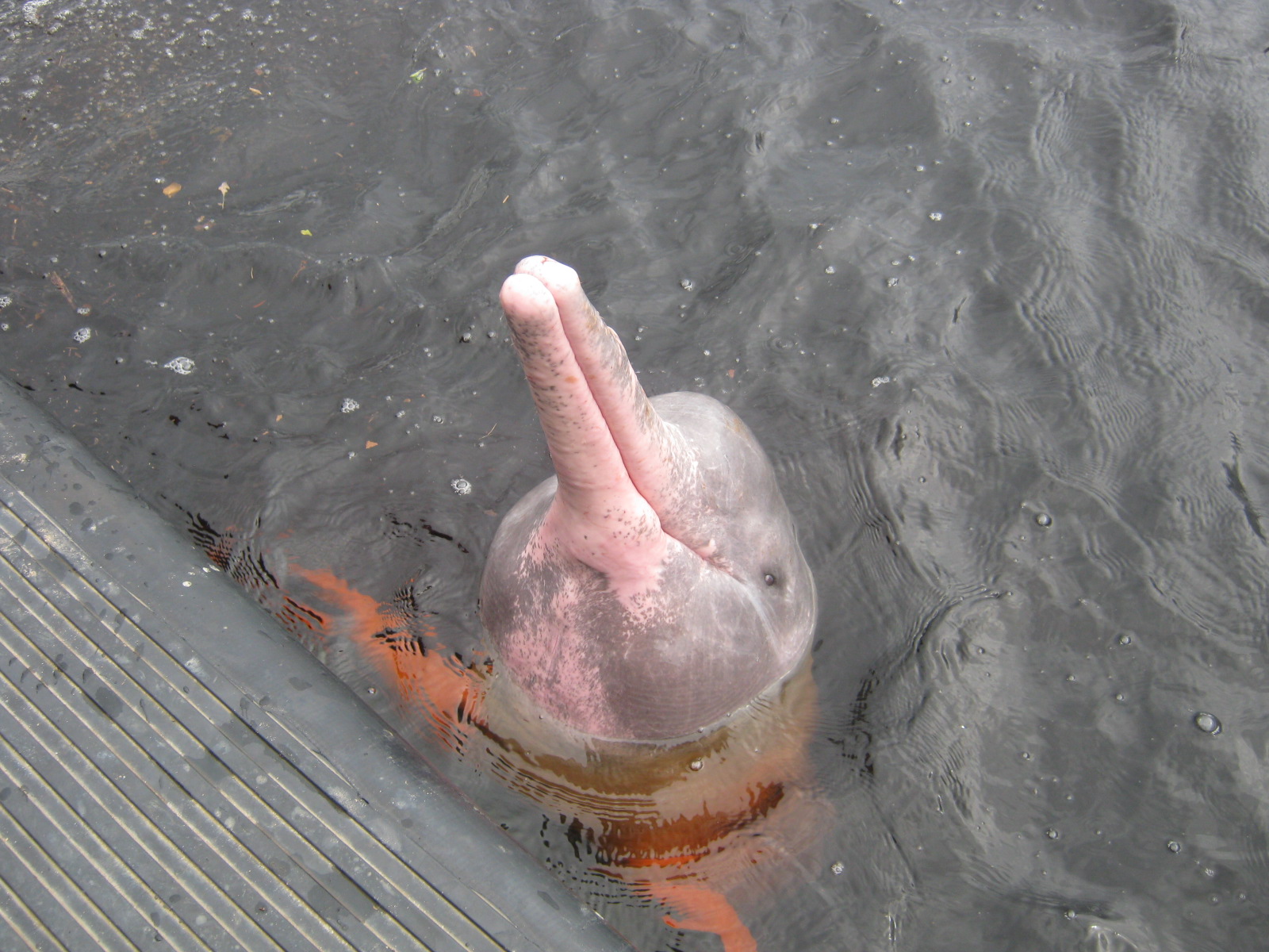 Amazon River Dolphin Pictures