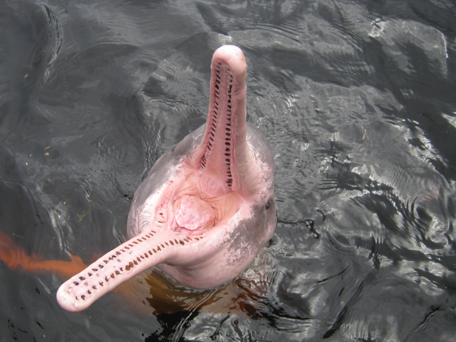 Amazon River Dolphin Pictures