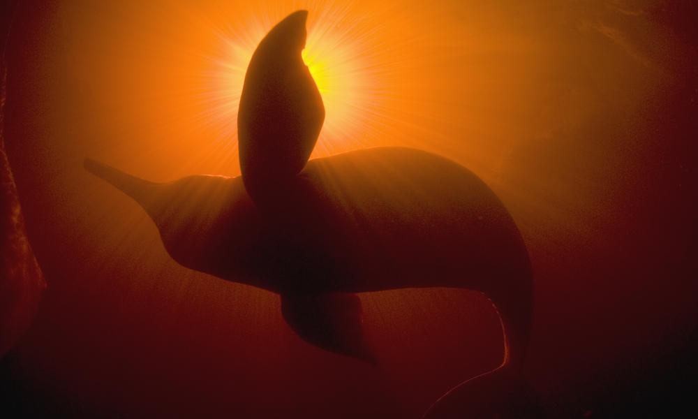 Amazon River Dolphin Pictures