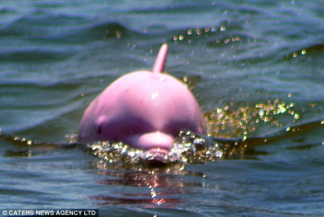 Amazon River Dolphin Pink