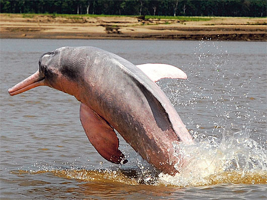 Amazon River Dolphin Pink