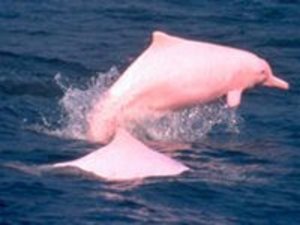 Amazon River Dolphin Pink