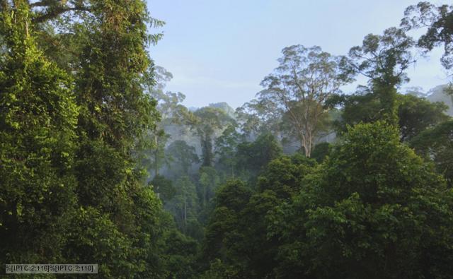 Amazon River Facts Bbc