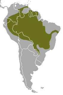 Amazon River Facts Wiki