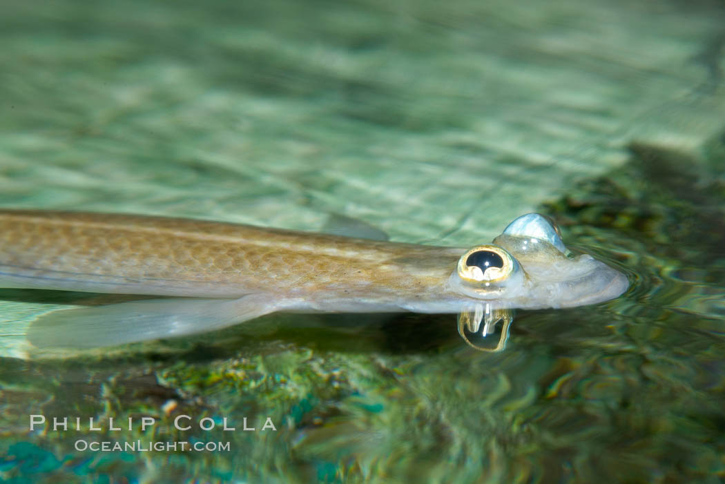 Amazon River Fish