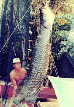 Amazon River Fish