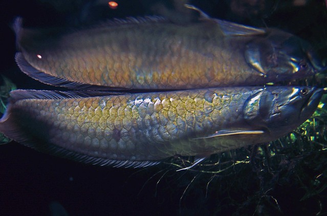 Amazon River Fish