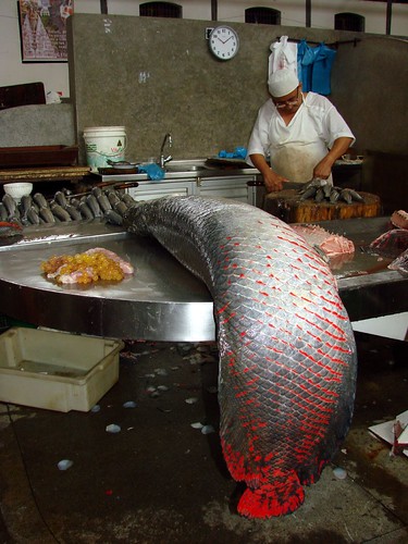 Amazon River Fish