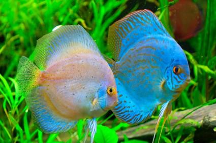 Amazon River Fish