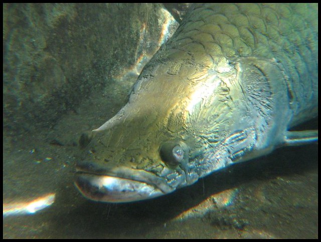 Amazon River Fish