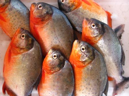 Amazon River Fish