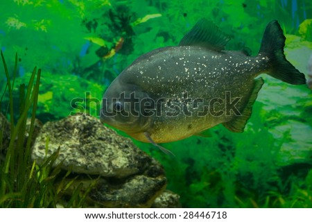 Amazon River Fish