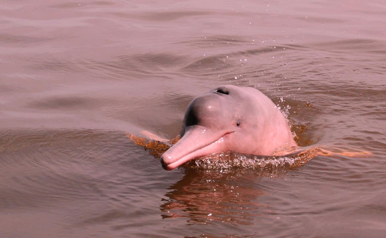 Amazon River Pink Dolphin