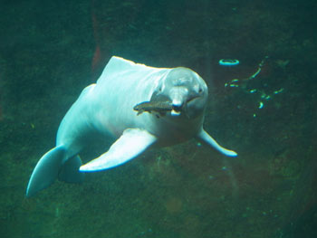 Amazon River Pink Dolphin