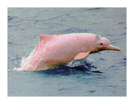 Amazon River Pink Dolphin