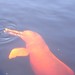 Amazon River Pink Dolphin