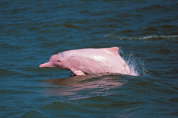 Amazon River Pink Dolphin