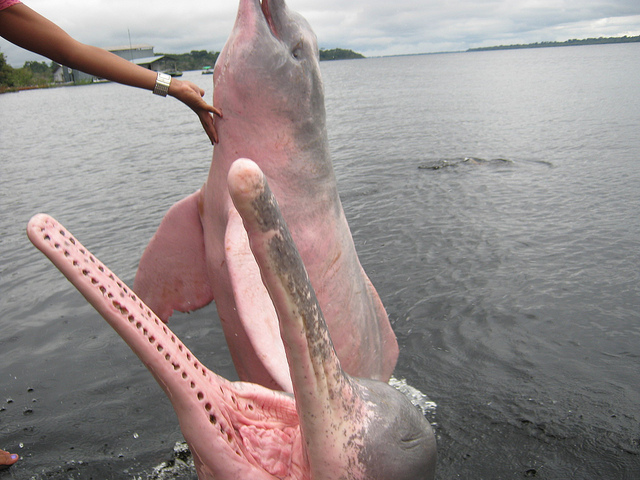 Amazon River Pink Dolphin