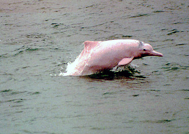 Amazon River Pink Dolphin