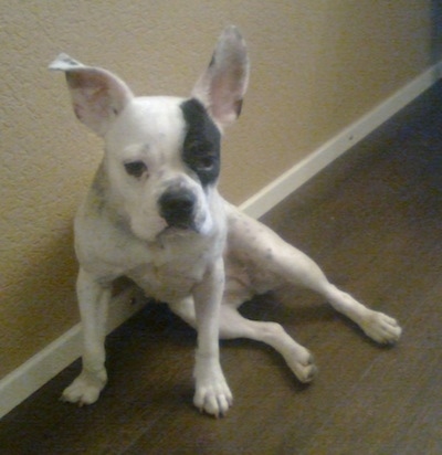 American Bulldog Boxer Mix Breed