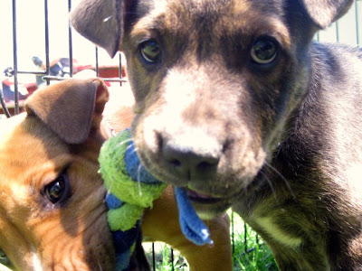 American Bulldog Boxer Mix Brindle