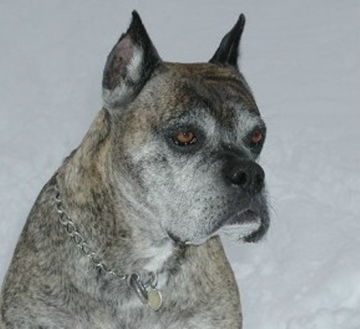 American Bulldog Boxer Mix Brindle