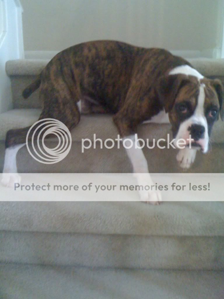 American Bulldog Boxer Mix Brindle