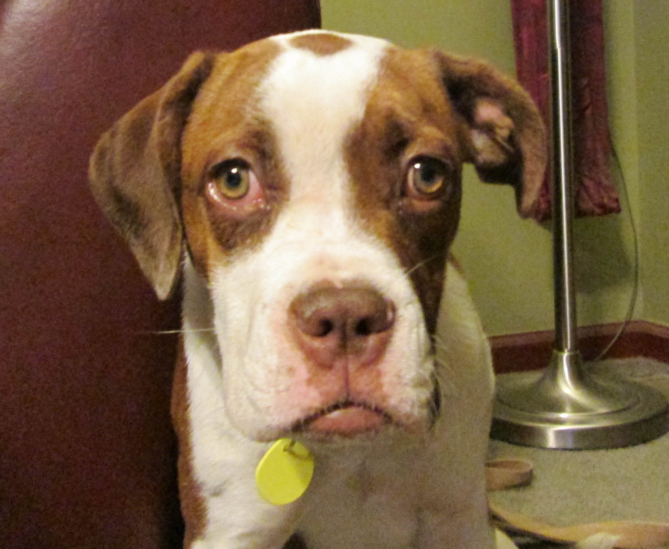 American Bulldog Boxer Mix Brindle