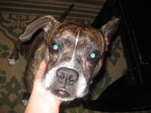 American Bulldog Boxer Mix Brindle