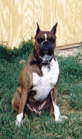 American Bulldog Boxer Mix Brindle