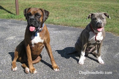 American Bulldog Boxer Mix Brindle