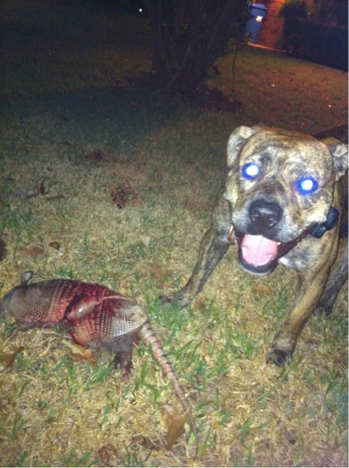 American Bulldog Boxer Mix Brindle