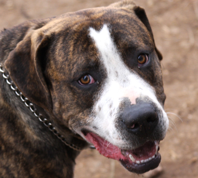 American Bulldog Boxer Mix Brindle