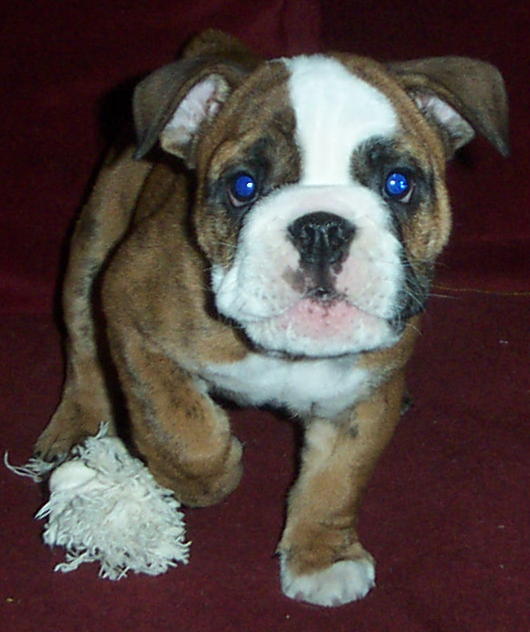 American Bulldog Boxer Mix Brindle