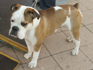 American Bulldog Boxer Mix Pictures