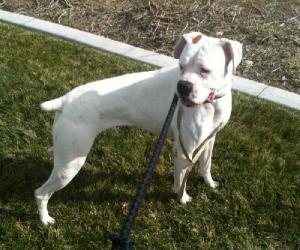 American Bulldog Boxer Mix Pictures